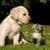Puppies VS Kittens