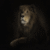 Wild Lion Wallpaper