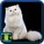 Cat Pictures Free
