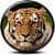 Animal Kingdom Quiz_Pro