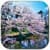 Sakura live wallpper