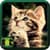 Beautiful Cats Wallpaper