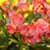 Unique Flowers Live