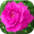 Flower Photos Wallpapers