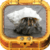 Healthy Hermit Crab
