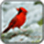 Birds Image_1
