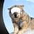 Fantastic Animal Photo Montage