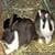 funniest rabbit wallpaper