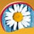 Chamomile Live Wallpapers