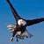 Eagle Wallpapers App