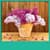 Lilac Flowers Live Wallpapers