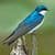 Swallow Bird Simulator