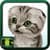 Free Kitten Wallpaper Download
