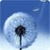 Dandelion HD Wallpapers live