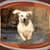 Latest Dog Live Wallpapers