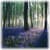 Forest HD Wallpaper