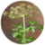Benefits of Parsley