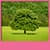 Tree Live Wallpapers