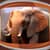 Latest Animals Live Wallpapers