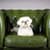 Cute Puppy Live Wallpapers