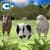 Farm Animals Family