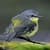 Cute Little Bird 