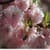 Flowers Photo Gallery