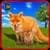 Life of a Wild Angry FOX