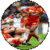 Rules to play Rugby