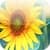 Beatiful Sunflowers Wallpapers