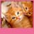 Kittens Live Wallpapers Free