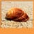 Seashell Live Wallpapers Free
