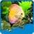 Aquarium Live Wallpapers Latest