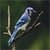 Cute Birds Wallpaper Free