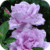 Raining Roses Live Wallpaper