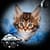 Kittens Clock Weather Widget
