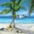 Palm Beach Live Wallpaper