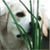 Dog Live Wallpaper HD