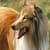 Beautiful Collie Lassie Dog Live Wallpaper