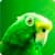 Green Parrot Live Wallpaper
