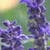 Nature Live Wallpaper 89