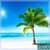 Palm Tree Video Live Wallpaper