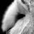 Barn Owl Black And White Live Wallpaper