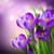 Tulips Live Wallpapers