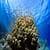 Cool Underwater Scenery Live Wallpaper