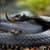 Black Mamba Snake Wallpaper