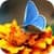 Butterfly Live Wallpaper Wave Effect
