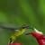 Hummingbird free