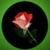 Most Beautiful Red Flowers