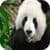 Cute Panda Wallpaper